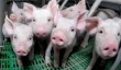 В Оренбурге обсудили проблемы реализации свинины