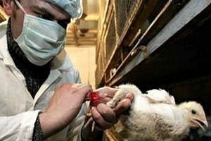 Птицеводы США разошлись во мнениях по поводу вакцины от птичьего гриппа Птицеводы США разошлись во мнениях по поводу вакцины от птичьего гриппа