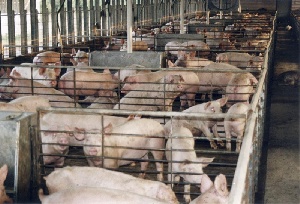 США: "Закон о грязных курах" может превратиться в "Закон о грязной свинине"