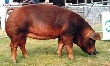 В Приморский край доставлена партия свиней из Канады