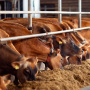 Россия значительно нарастила экспорт скота