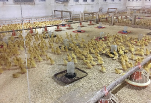 Во Владимире займутся производством утиного мяса