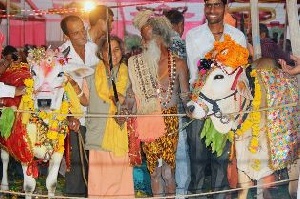 Свадьба коровы и быка обошлась индийским фермерам в 17 тысяч долларов