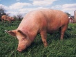 Экспорт литовской свинины в Россию «заморожен»
