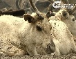 На Белоярских стойбищах решительно настроены на процветание традиционного хозяйства