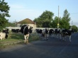 Жителям малых сел Хакасии компенсируют содержание скота