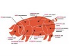 ГК "Агро-Белогорье" перерабатывает свиную тушу на 96%
