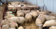 Фермеры Дагестана охотно берутся за откорм овец на стойловом содержании