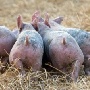 В Карелии вырастят коров и свиней В Карелии вырастят коров и свиней