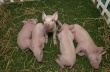 Весной 2015 года «Русагро» планирует вернуться к проекту расширения тамбовских свинокомплексов