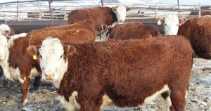 Мясное скотоводство становится приоритетным направлением в Удмуртии