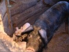 Костромским свиньям угрожает африканская чума