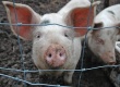 В Литве зарегистрированы новые случаи чумы свиней