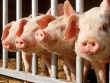 В подсобном хозяйстве ФСИН Приморья выявлены свиньи с клиническими признаками ящура