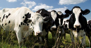 Дагестан: рост производства говядины возможен в среднесрочной перспективе
