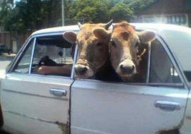 КРС из Чувашии везли в Татарстан без документов