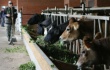 Около 60 миллионов рублей инвестирует Коми в развитие животноводства