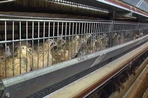 Производство бройлерного мяса перепелов будет запущено на Сахалине в ноябре Производство бройлерного мяса перепелов будет запущено на Сахалине в ноябре