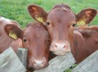 В Кыргызстане вакцинировано всего 30% крупного рогатого скота 