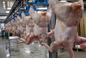 Россия начала поставки мяса птицы в Китай