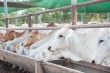 Индонезия удивила австралийцев намерением увеличить импорт скота в 4-м квартале