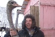 Прибыльная птица. В Омской области появились первые страусиные фермы