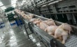 Винницкая птицефабрика получила разрешение на экспорт курятины в ЕС