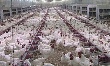 Тимашевская птицефабрика заработает в Самаре в новом году 