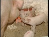 В Приамурье погибает свинокомплекс Минобороны