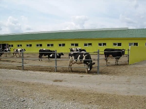 Площадки для откорма скота создают в Тарбагатайском районе Восточно-Казахстанской области