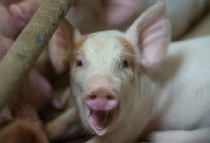 ГК ""Черкизово": Рост цен на живых свиней происходит из-за запрета ввоза из ЕС и дефицита