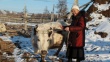 Власти Якутии пытаются сохранить поголовье якутской аборигенной коровы