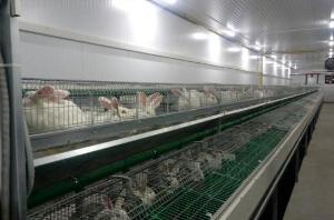 Первое в Забайкалье предприятие по промышленному производству крольчатины откроется в Чите