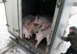 Белгородский губернатор защитил кур от свиной чумы