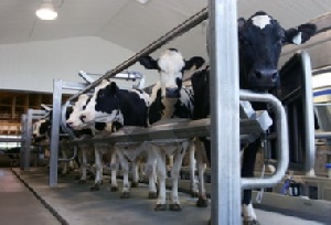 На тюменских крупнотоварных фермах используют импортных животных: губернатор