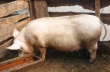 Минагропрод оценит селекционные достижения в свиноводстве