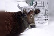 Тюменские животноводы готовятся к зиме