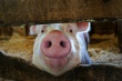 На свиней дали добро. Белорусским крестьянам разрешили вновь заниматься свиноводством