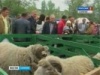 В Саратове прошла выставка сельскохозяйственных животных
