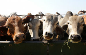 Белоруссия запретила ввоз скота из Забайкалья из-за ящура