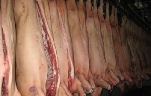 Во Владивостоке уничтожили свинину, звезенную из очага ящура в Приморье