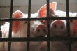  Еврокомиссия расширила зону чумы свиней в Литве