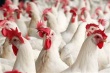Саудовская Аравия хочет нарастить импорт курицы из Украины