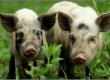 В Литве, Латвии и России выявлены новые очаги африканской чумы свиней
