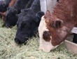 В Татарстане сократилось поголовье коров, несмотря на господдержку животноводства