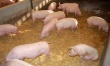 Европейские страны не соблюдают закон о запрете свиных стойл спустя два года после его введения