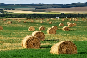«Калининградская мясная компания» вернула в сельхозоборот 1,5 тыс. га залежных земель с начала 2018 года