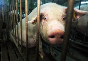 Продуктовое эмбарго РФ нанесло удар по доходам датских свиноводов