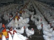 Челябинские птицефабрики повышают цены на свою продукцию