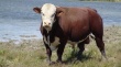 За последние пять лет поголовье мясного скота в Алтайском крае увеличилось почти в пять раз 
